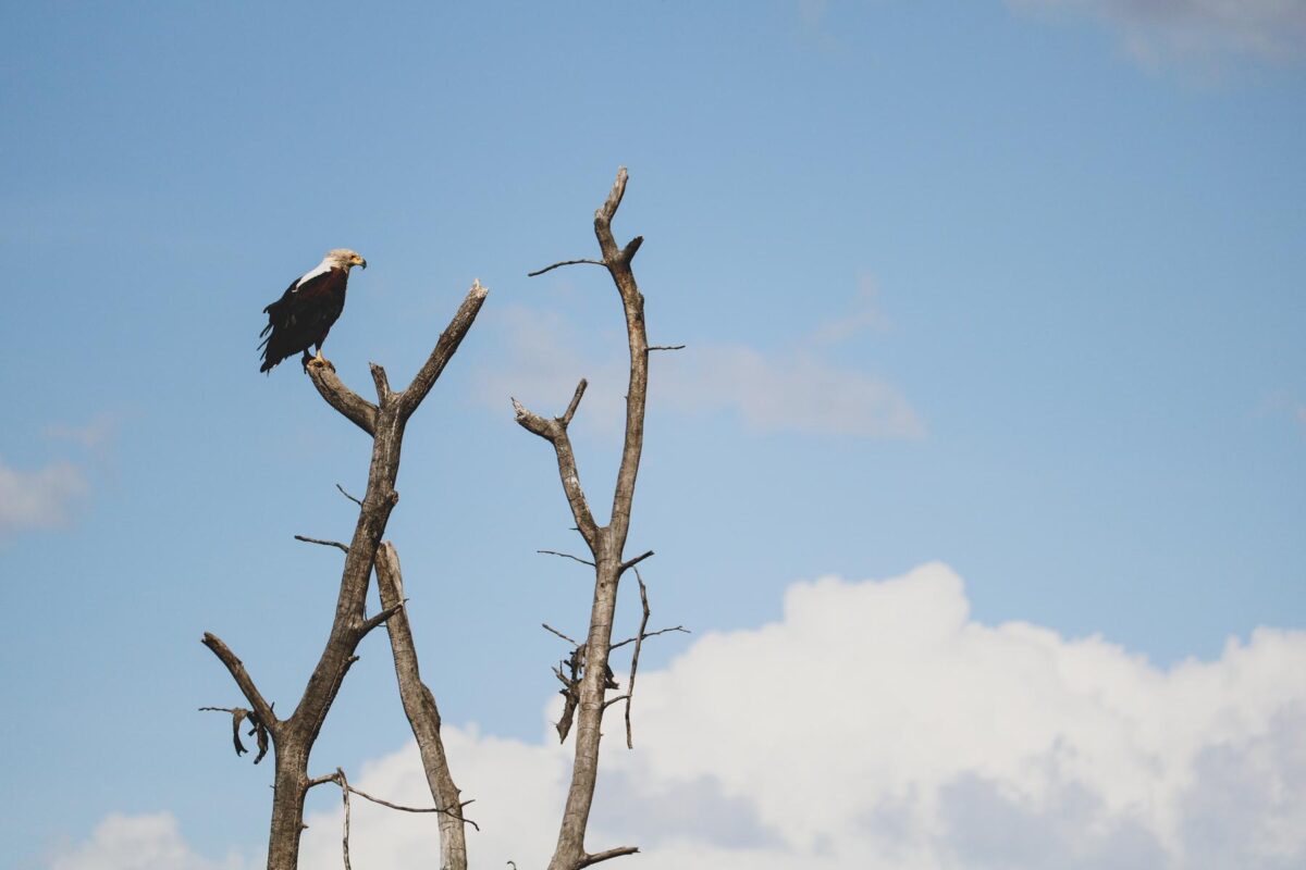 Great Rift (12)