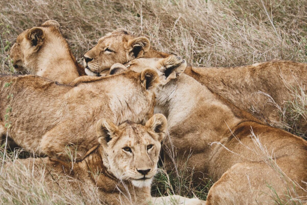 Serengeti (13)