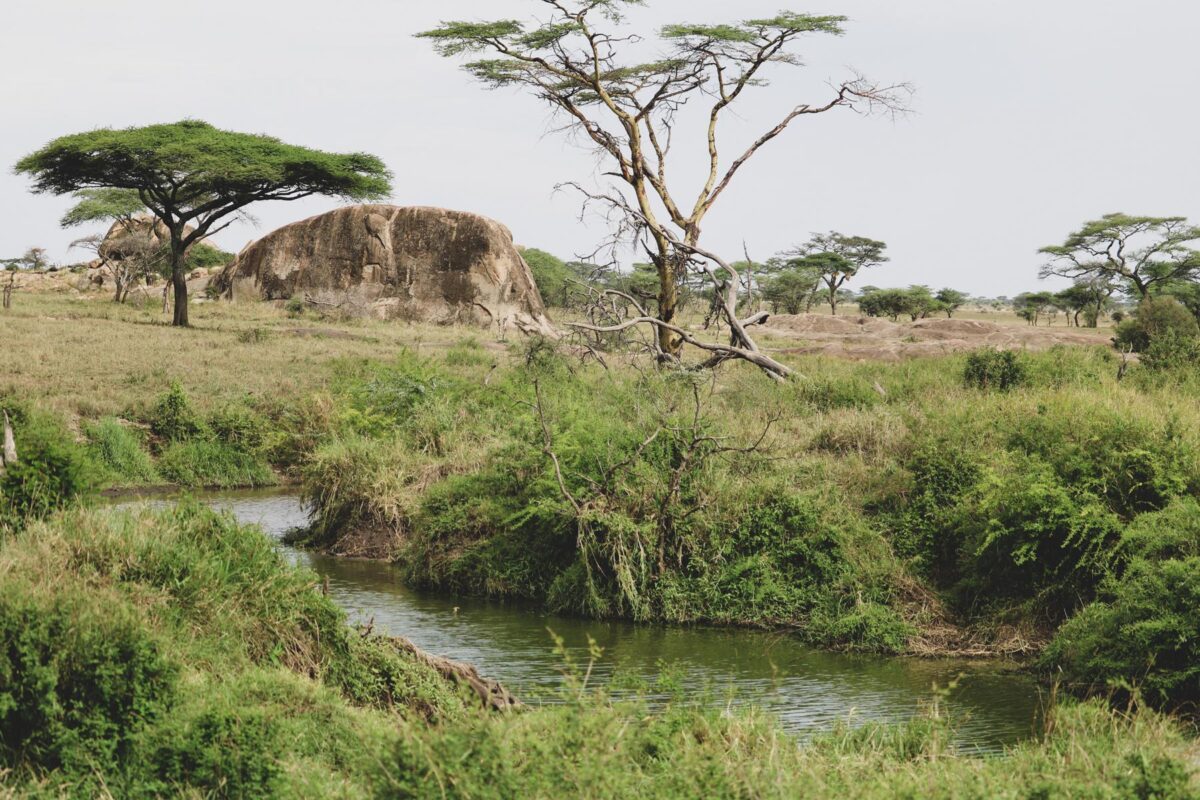 Serengeti (14)