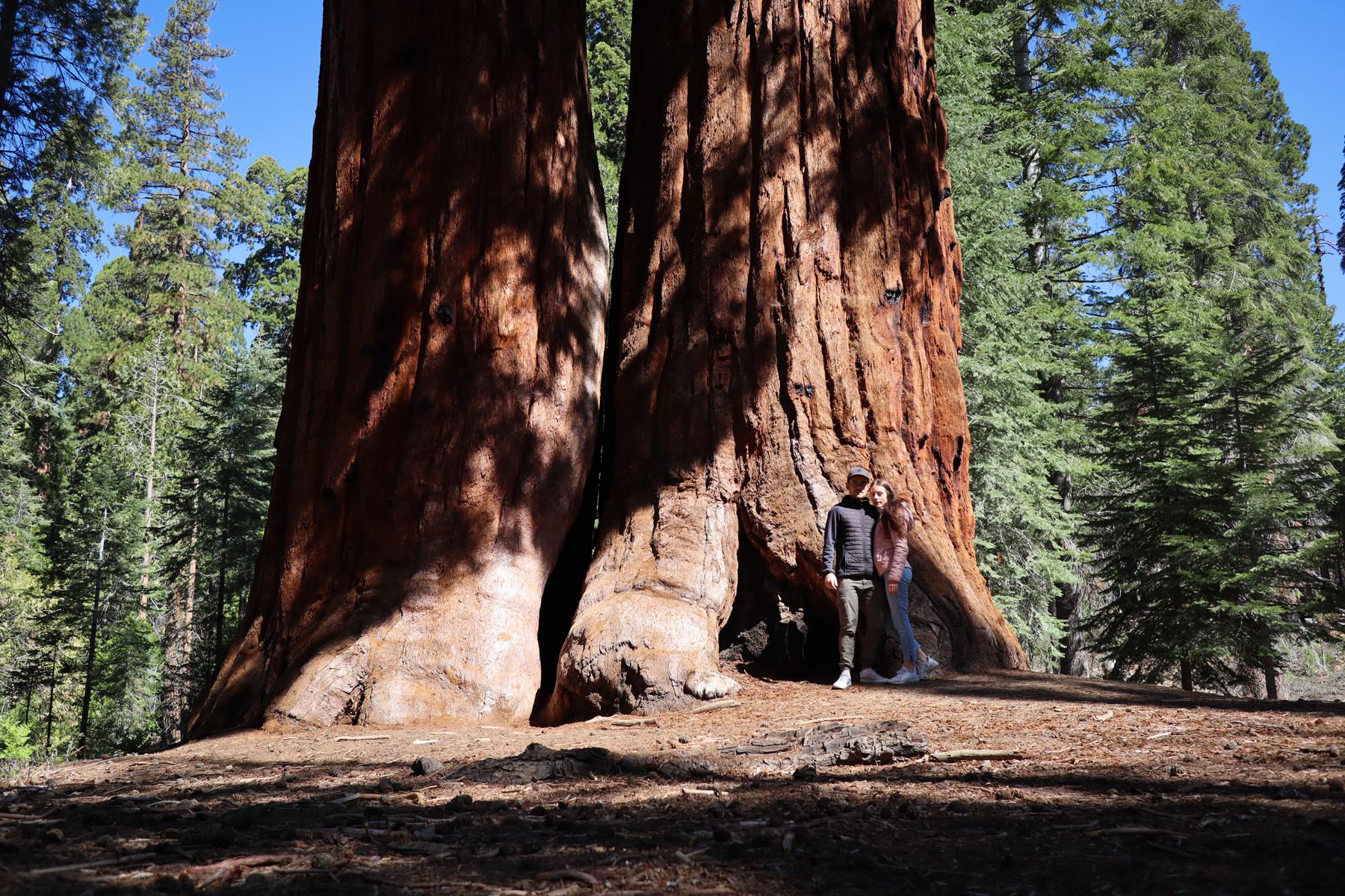 Sequoia (14)