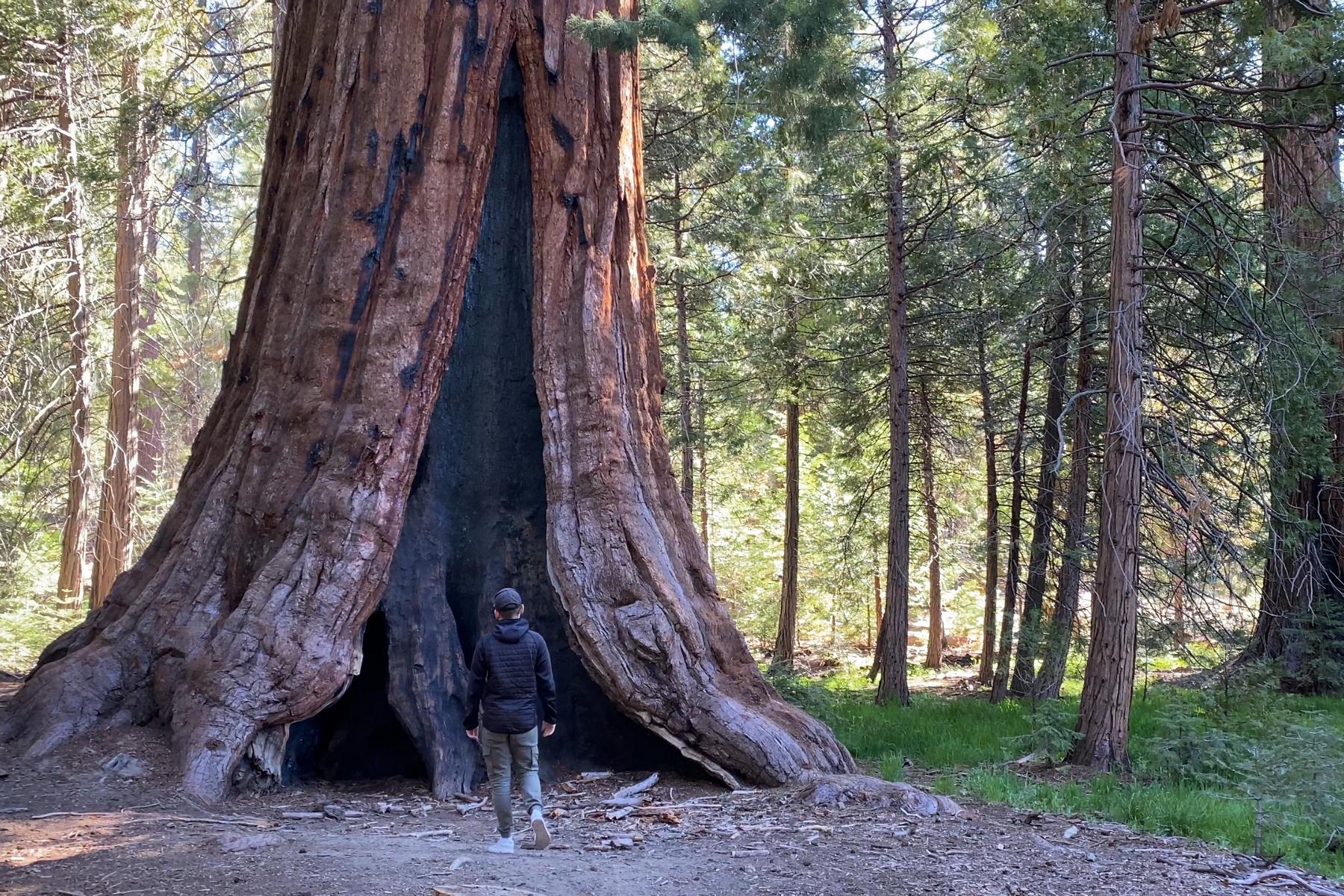 Sequoia (35)
