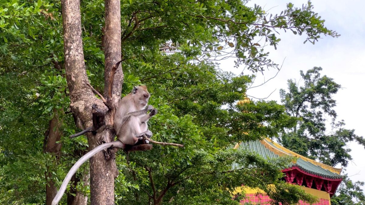 Thailand Phuket Krabi (23)
