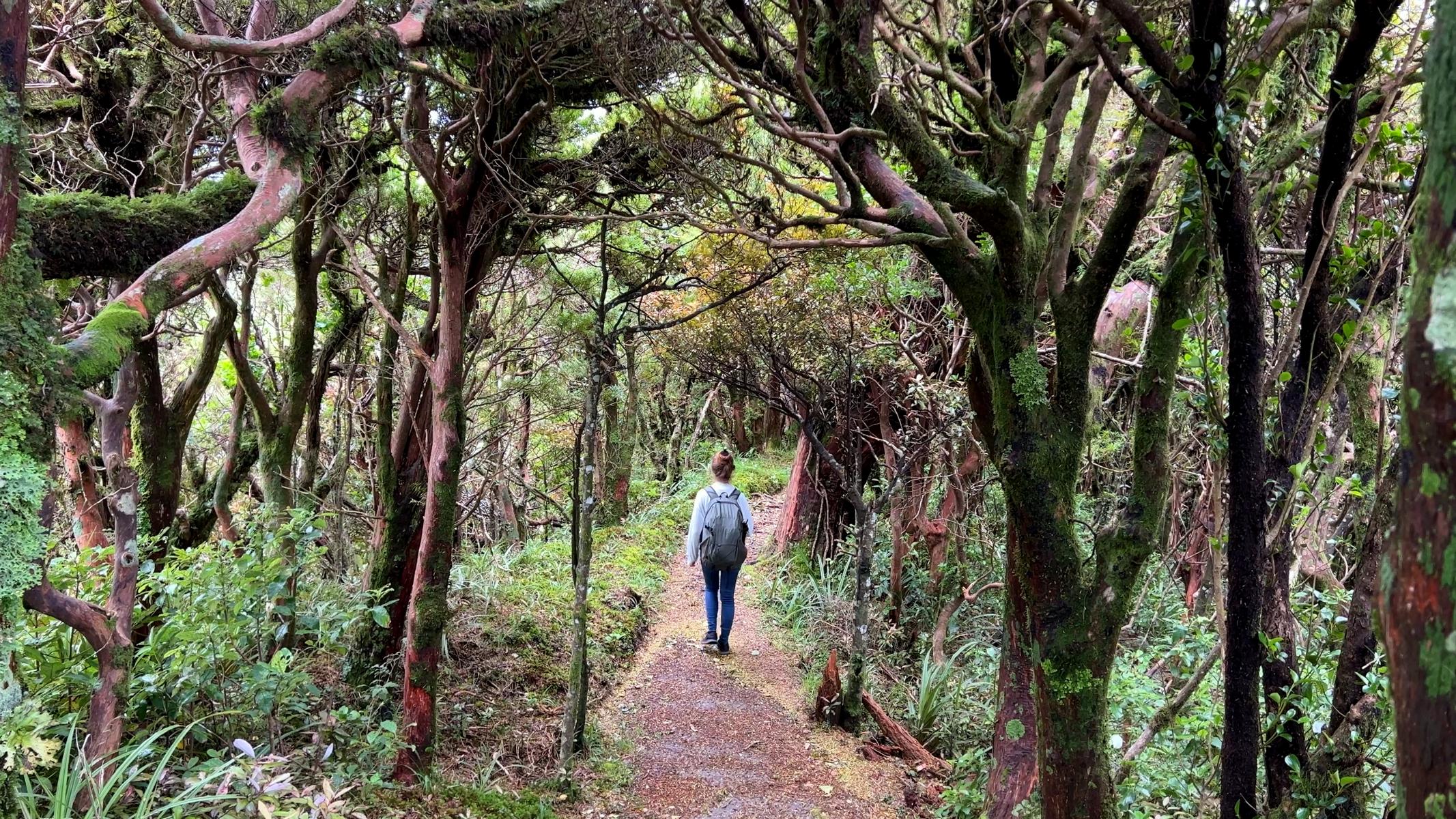 Taranaki Egmont (19)