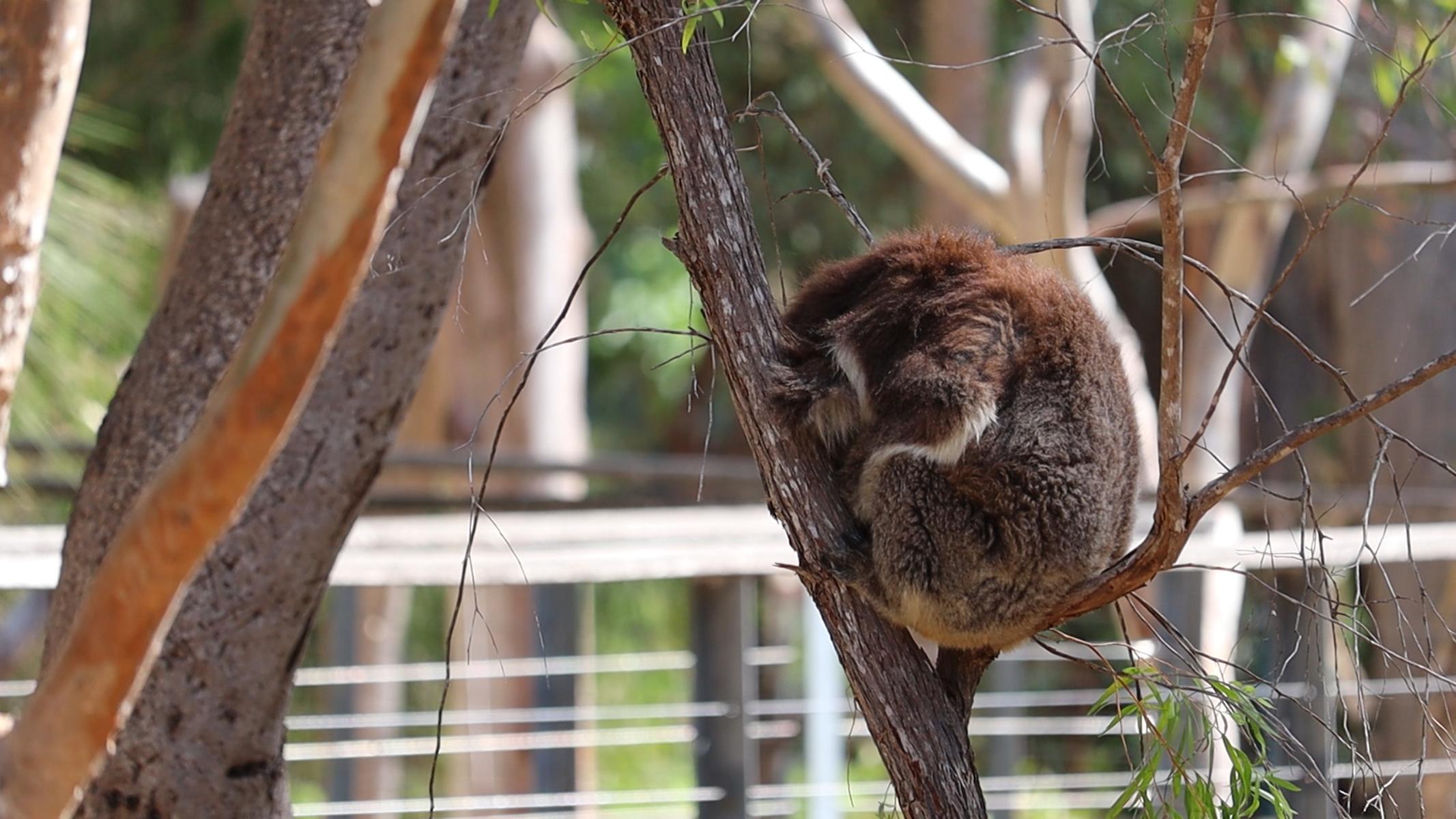 Yanchep (10)