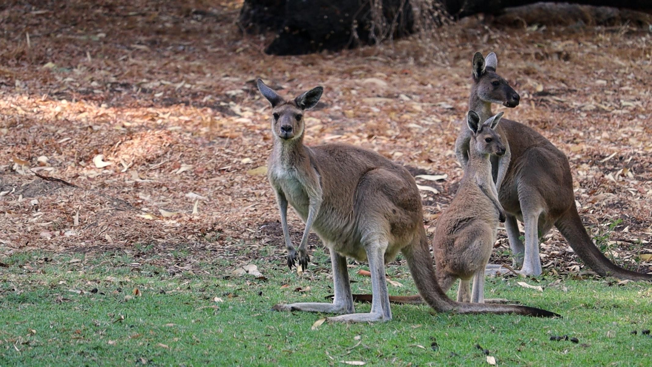 Yanchep (2)